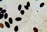 Panaeolus fimicola image