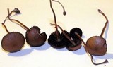 Panaeolus fimicola image