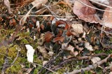 Peltigera horizontalis image