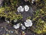 Kretzschmaria deusta image