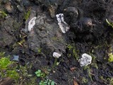 Kretzschmaria deusta image