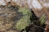 Cladonia chlorophaea image