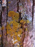 Xanthoria weberi image