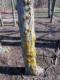 Xanthoria weberi image
