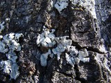 Parmelia barrenoae image