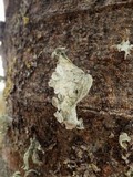 Ramalina sinensis image