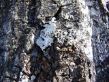 Parmelia barrenoae image