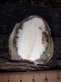 Phallus indusiatus image