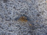 Caloplaca cerina image