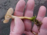 Marasmius oreades image