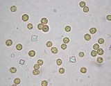 Tulostoma fimbriatum image