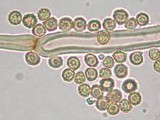 Tulostoma fimbriatum image