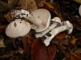 Lepista irina image