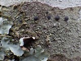 Bacidia laurocerasi image