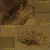 Bacidia laurocerasi image