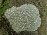 Phlyctis agelaea image