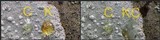 Phlyctis agelaea image