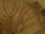 Phlyctis agelaea image