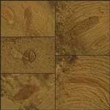 Phlyctis agelaea image