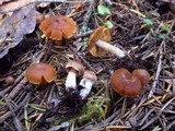Cortinarius turibulosus image