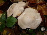 Lepista irina image