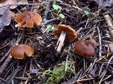 Cortinarius turibulosus image