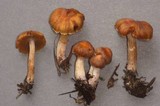 Cortinarius turibulosus image