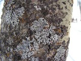 Physcia aipolia image