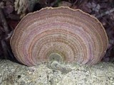 Hexagonia variegata image