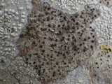 Lecidella elaeochroma f. elaeochroma image
