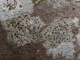 Lecidella elaeochroma f. elaeochroma image