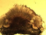 Lecidella elaeochroma f. elaeochroma image