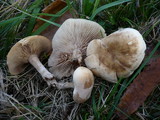 Lepista luscina image
