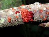 Tremella rubromaculata image