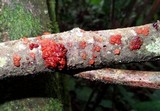 Tremella rubromaculata image