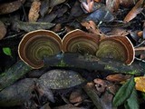 Hexagonia variegata image