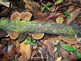Hexagonia variegata image