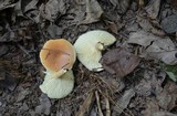 Lactarius hygrophoroides image
