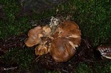 Jahnoporus hirtus image