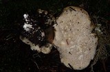 Jahnoporus hirtus image