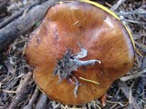 Suillus brevipes image