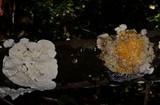 Hypomyces aurantius image