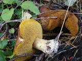 Suillus brevipes image