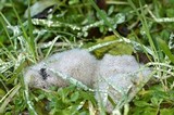 Phycomyces blakesleeanus image