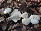 Calocybe gambosa image