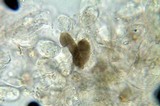 Panaeolus fimicola image