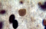 Panaeolus fimicola image