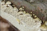 Irpex lacteus image