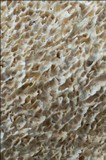 Irpex lacteus image
