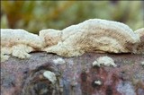Irpex lacteus image